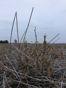 Failed 2006 soybean crop in midwestern US; by Larsz Failed 2006 soybean crop in midwestern US; by Larsz