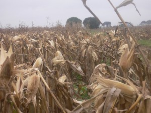 Farming in Ghana; by oneVillage Initiative