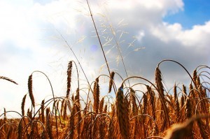Field; bycarlsonimkeller