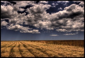 Fields of gold; by twoblueday