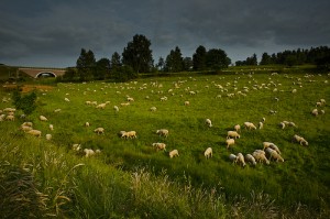 Sheep grazing, Thuringia, Germany; René Ehrhardt