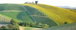 Collina d\'Oro, Vineyards, Sunflower-fields, Olivetrees, Oak; by pizzodisevo