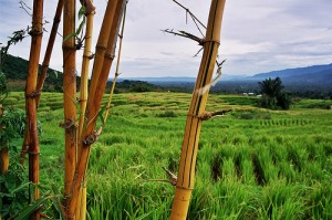 Rice field and bamboo; by Mark Veraart