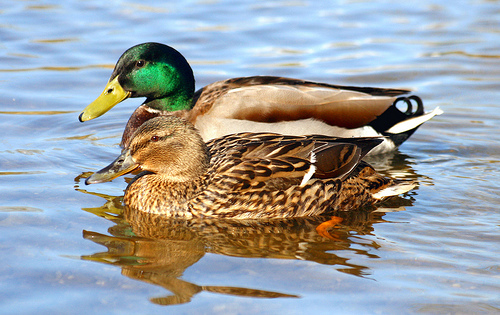 Mr. and Mrs. Duck; by law_keven