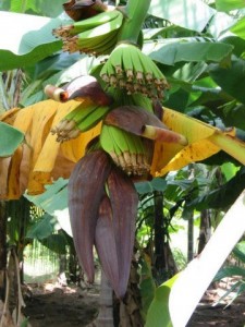 Banana flower; by Arpana Sanjay