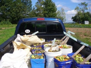 Salsa never to be made. Old Path Farm