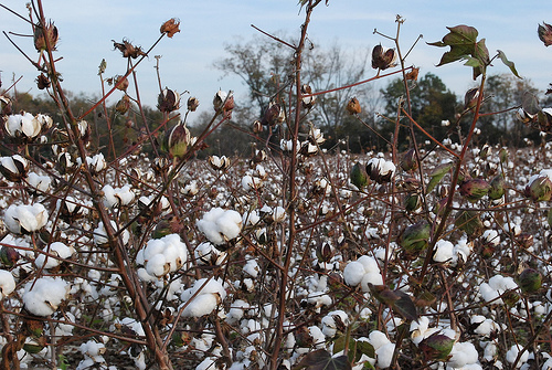 cotton