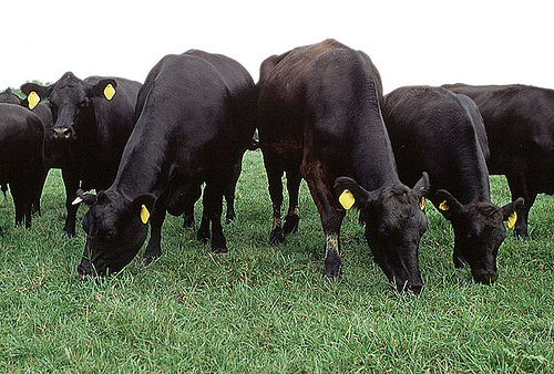 Cattle