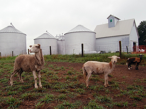 Sheep on farm