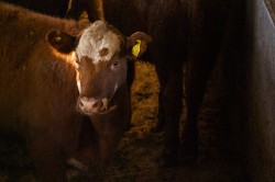 Cow