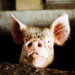 pig