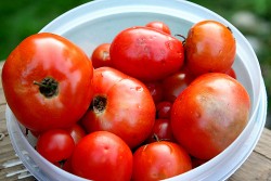 tomatoes