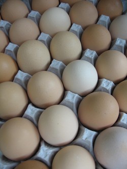 Eggs
