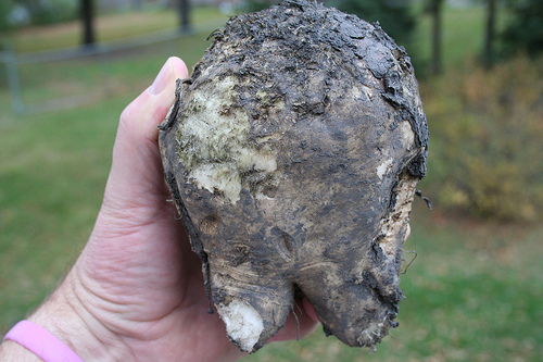 genetically engineered genetically engineered animals. genetically engineered