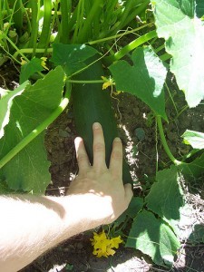 Garden in August, with humungous zucchini; by Sbocaj