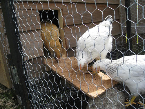 Chickens