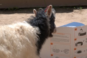 Goat chews on cardboard CooKit Goat chews on cardboard CooKit