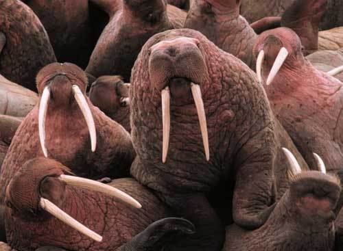 pacificwalrus \"Pacific Walrus utilize beaches around Cape Peirce as haulout areas on which to rest between feeding forays. These beaches are surrounded by sheer cliffs affording the walrus protection from predators.\" Source: US Fish and Wildlife Service