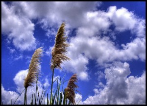 Grass and sky; by twoblueday