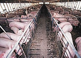Hog confinement barn; Wikipedia Commons
