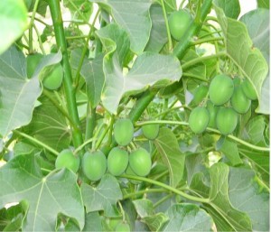 Jatropha curcas; by edwardyanquen