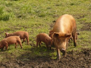 Tamworth pigs and piglets at Hogwash farm in Norwich, VT; by grongar