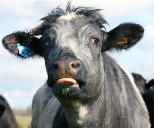 Neener cow; by law_keven