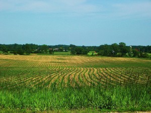New soy bean crops; by Sentrawoods