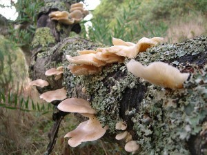 Oyster mushrooms on log; by benketaro