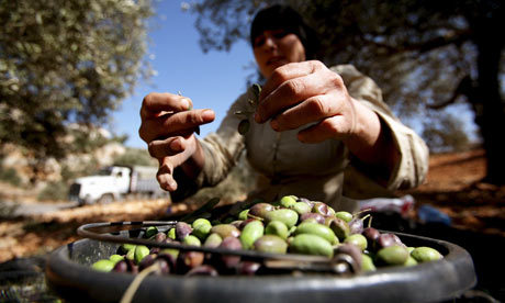 palestinian-olives-for-ol-001