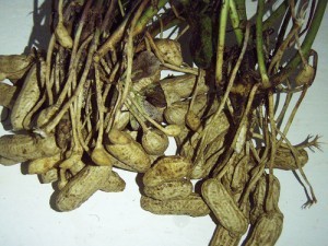 Peanut roots; by katykat