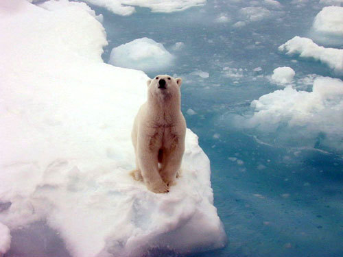 polarbearnoaa Polar bear standing on iceberg. Credit: NOAA