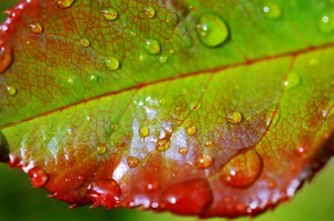 Raindrops on rose leaf; Tambako the Jaguar