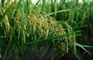 Rice plant; USDA
