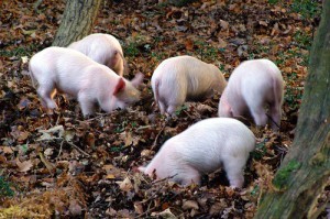 Rooting piglets; by treehouse1977