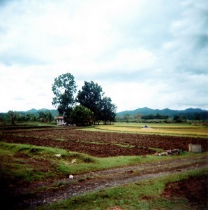 Sugar cane farm, Phillipines; by bredgur