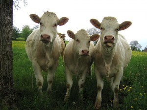 Three cows; by Sunfox