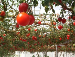 Tomatoes hanging overhead; by sylvar