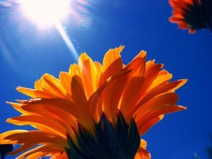 Touching the sun; by Matt McGee