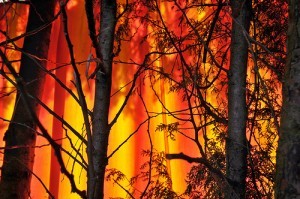 Trees are on fire; by Tambako the Jaguar