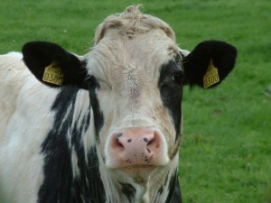 Two-tagged cow; Irish Typepad