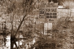 swamp for sale