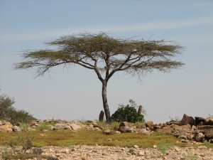 A grave outside Berbera, Somaliland, Daniel J Gerstle.