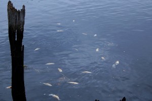 What\'s killing the fish; by Svenstorm