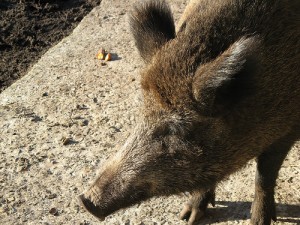 Wild boar; by m.prinke