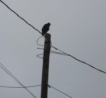 a crow sits on a telephone pole against a gray sky