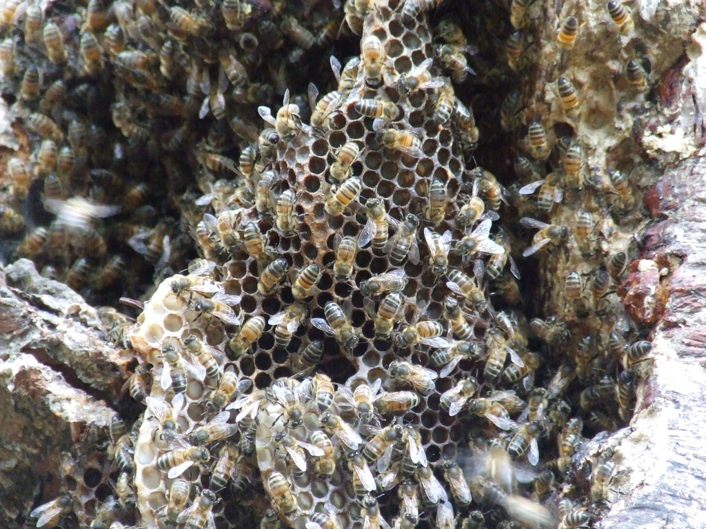 A hive of bees! A hive mind!